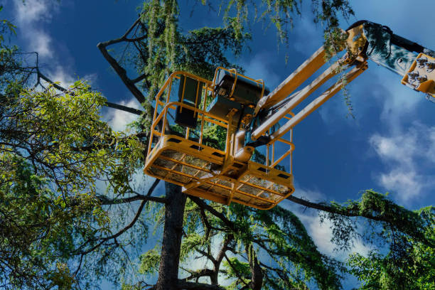 Best Affordable Tree Service  in Walnut, CA